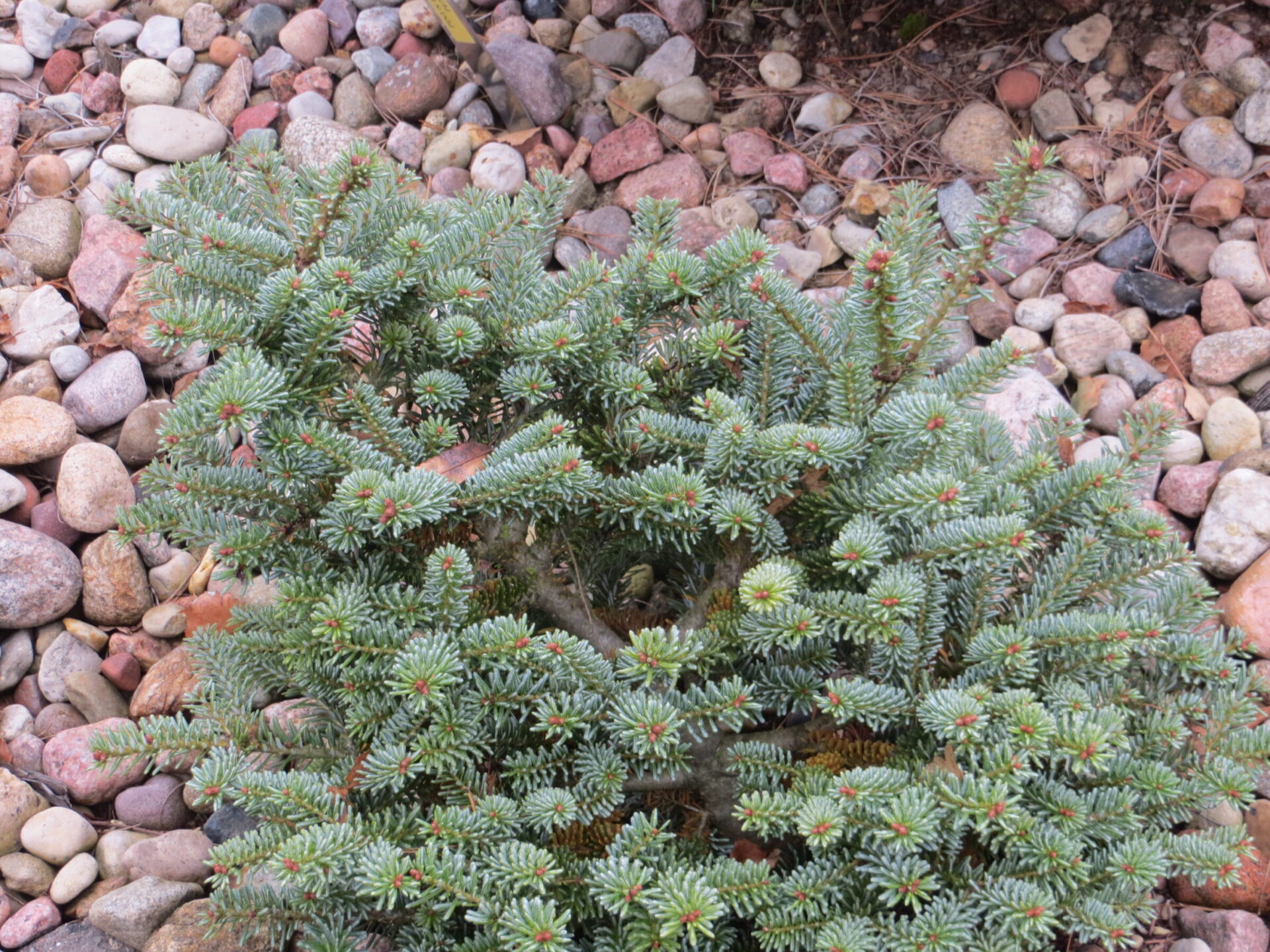 Abies koreana 